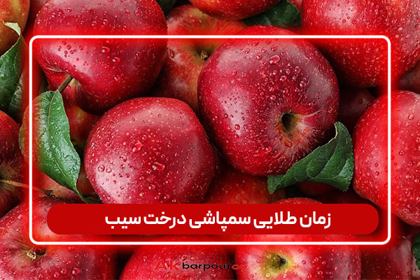 زمان طلایی سمپاشی درخت سیب